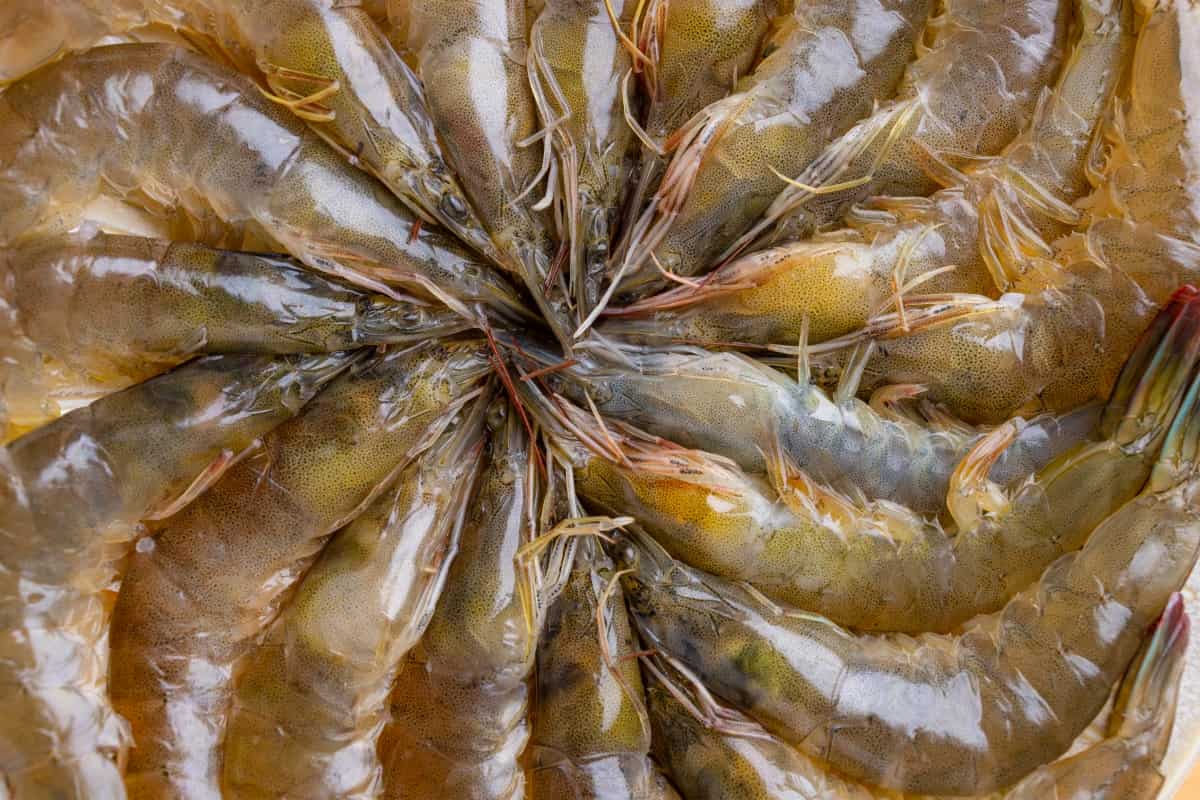 Common Health Problems in Prawns