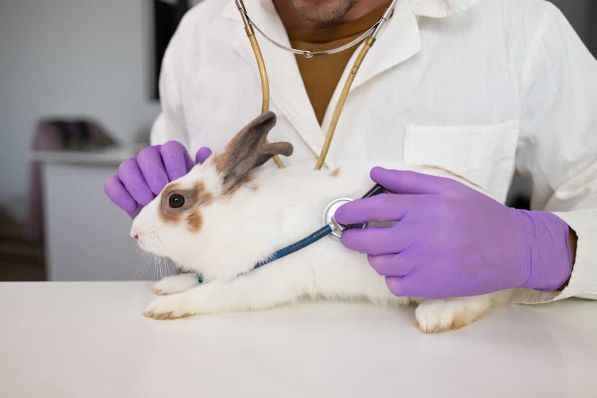 Common Health Problems in Rabbits