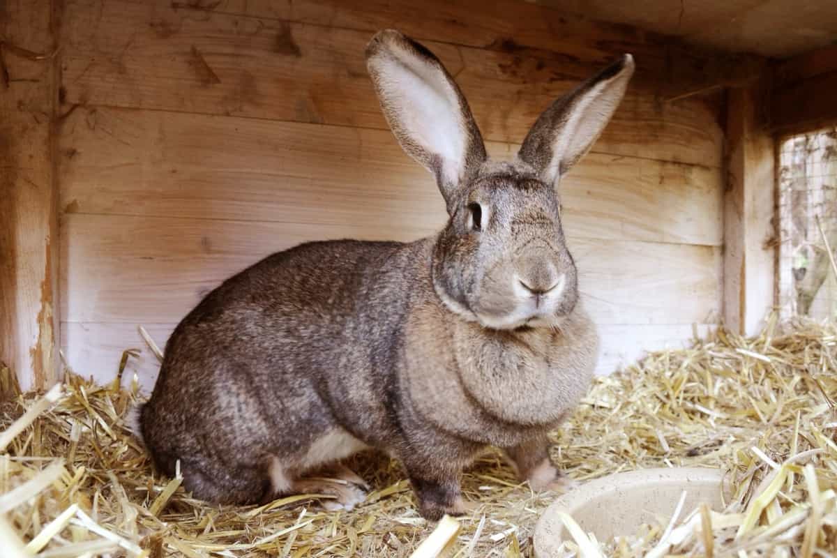 Rabbit in the hut