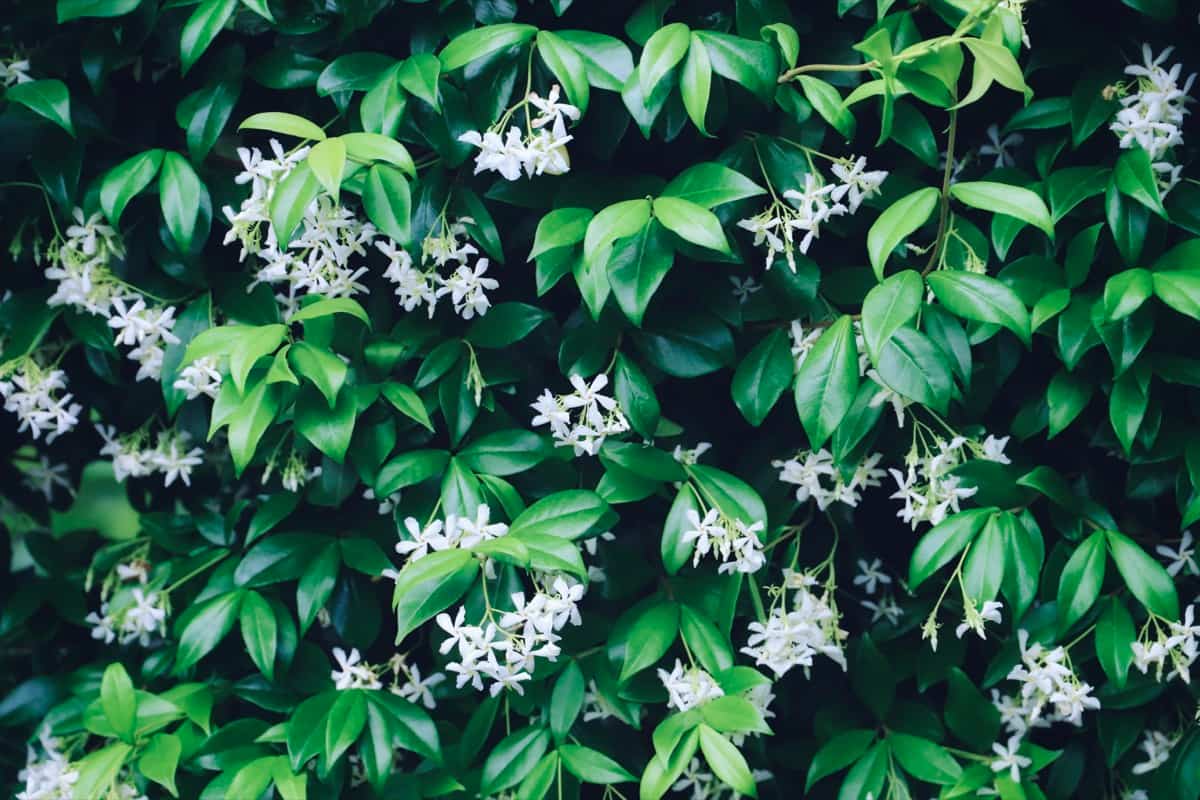 Common Jasmine Plant Damaging Diseases