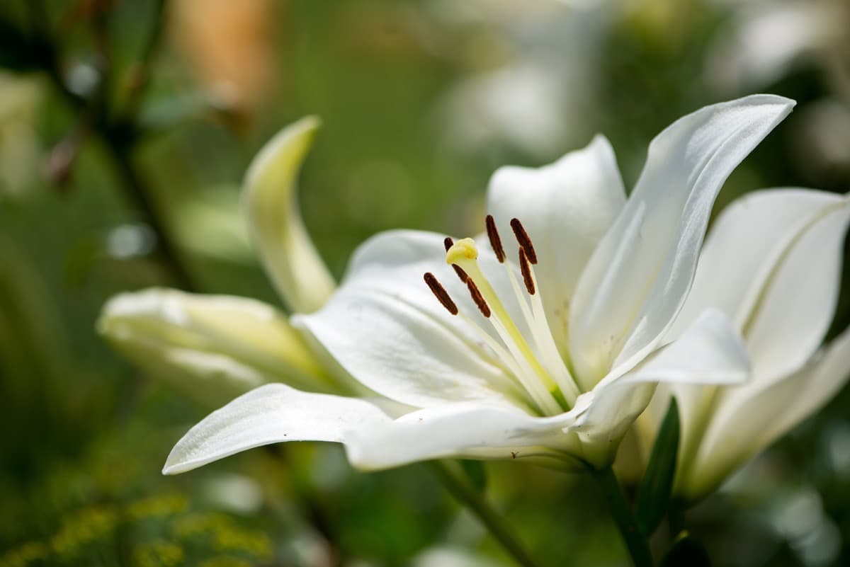 Common Lily Plant Damaging Diseases