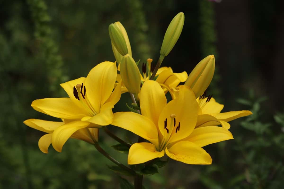 Yellow Lily Farming