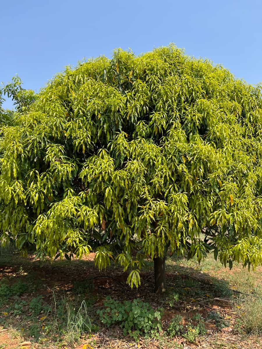 Common Mango Tree Diseases3