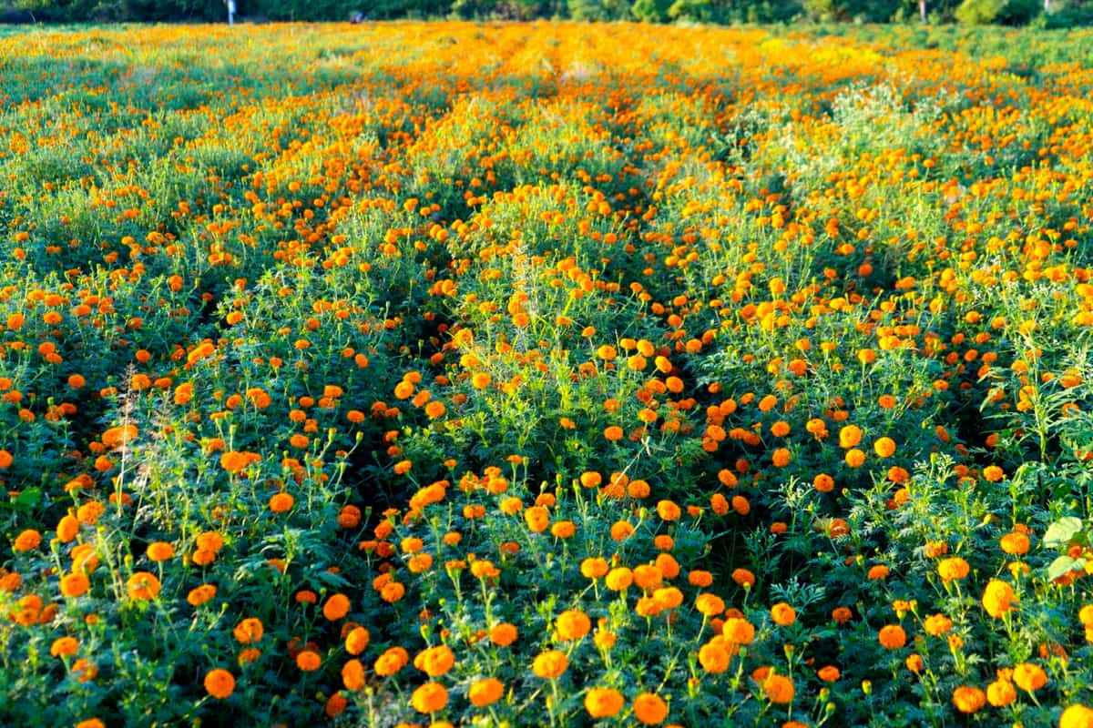 10 Common Marigold Plant Damaging Diseases