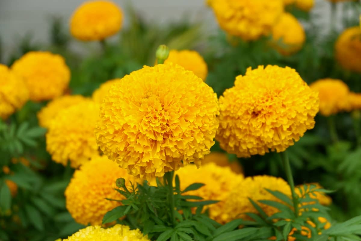 Common Marigold Plant Damaging Pests
