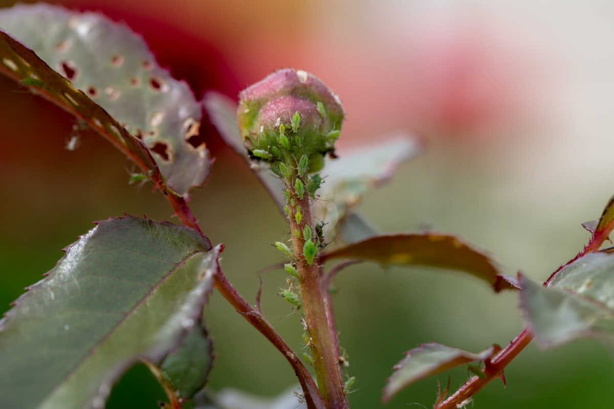 Common Rose Plant Damaging Pests
