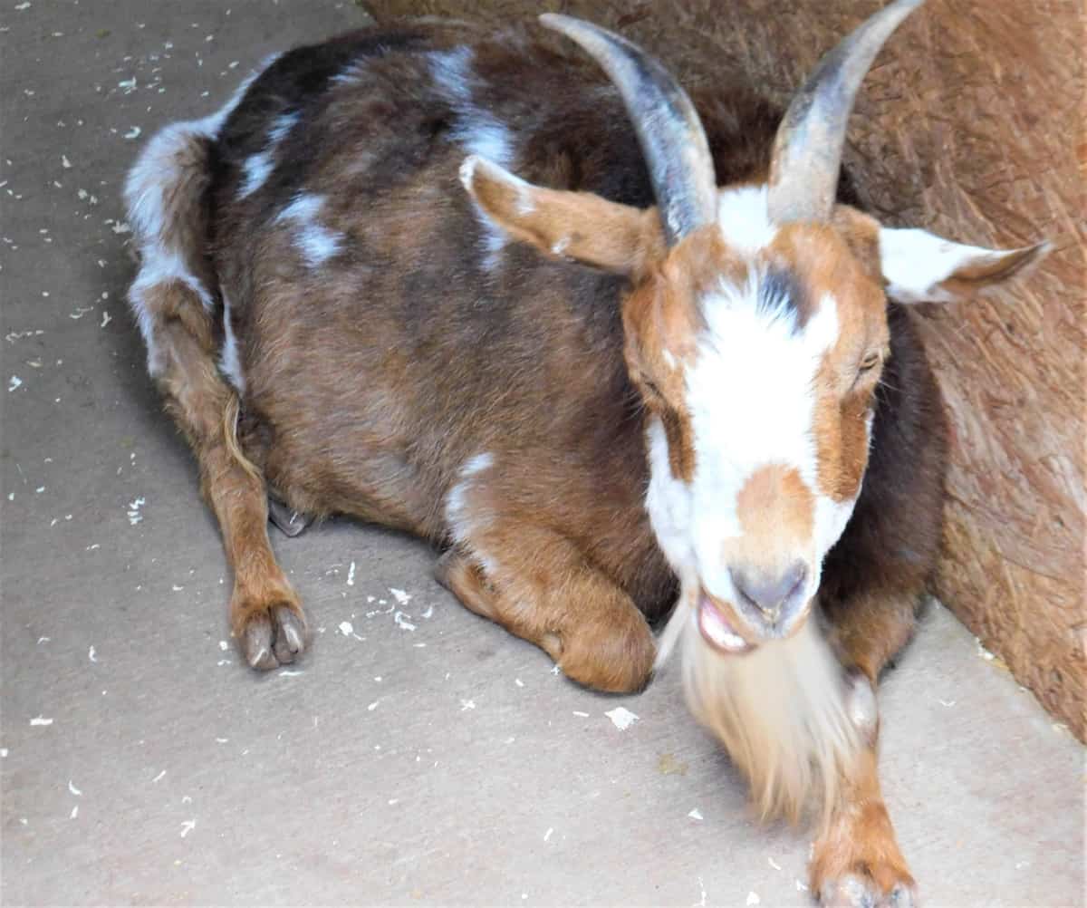 Contagious Caprine Pleuropneumonia Management in Goats