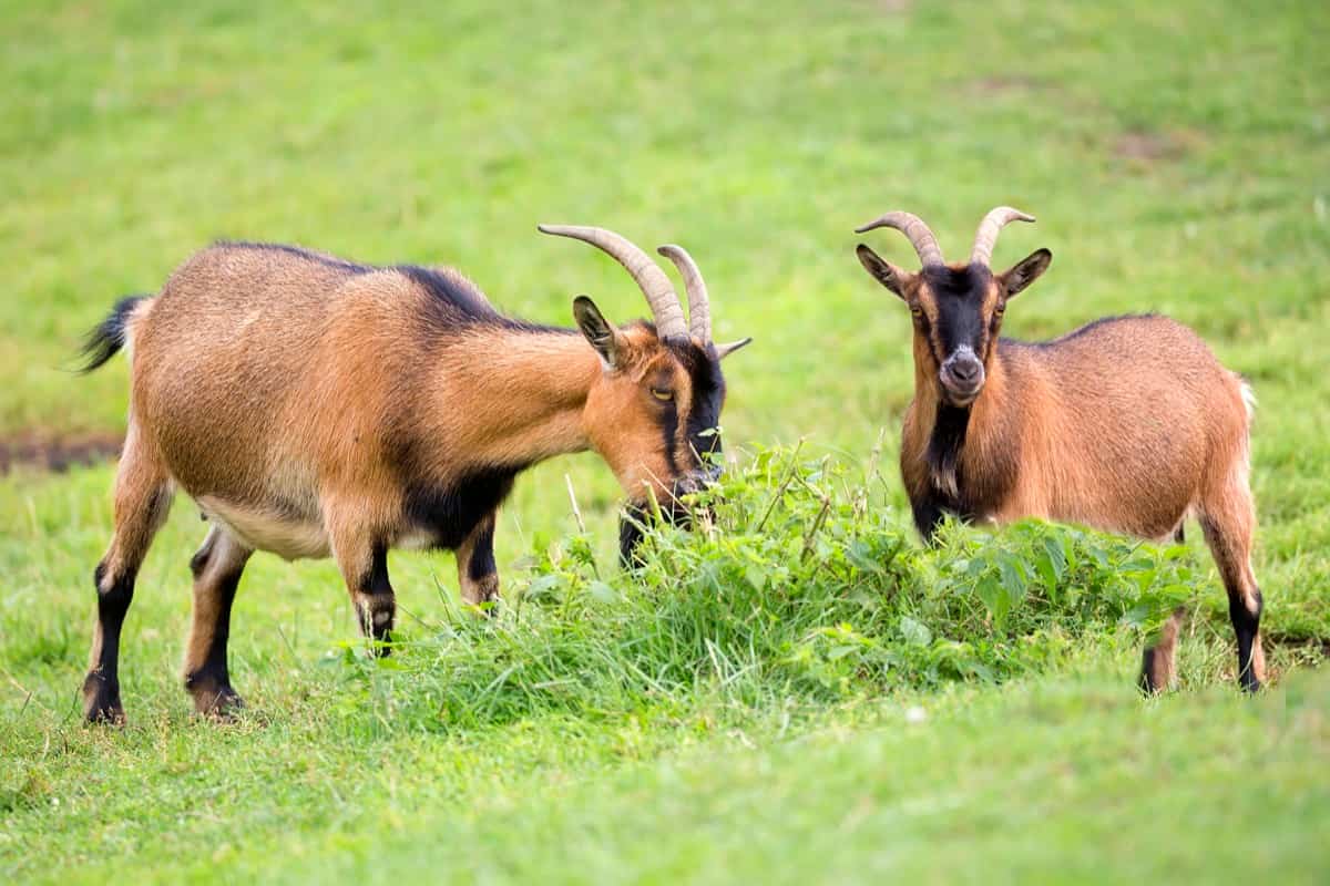 Brown Goats