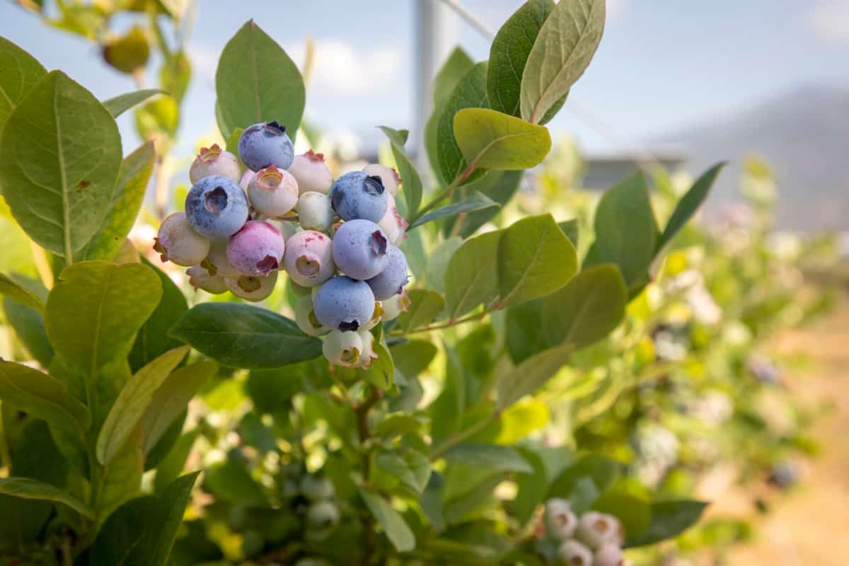 How to Control Blueberry Pests Naturally