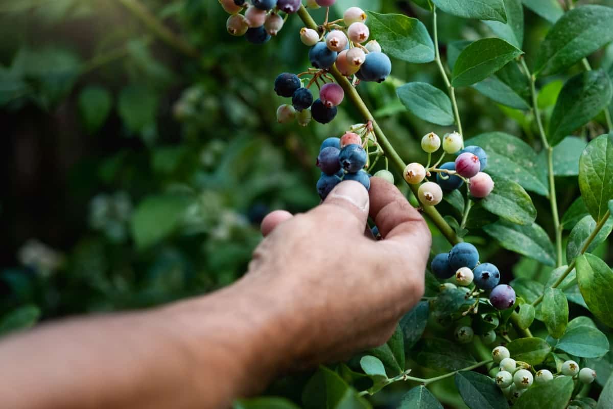 picking ripe blueberries