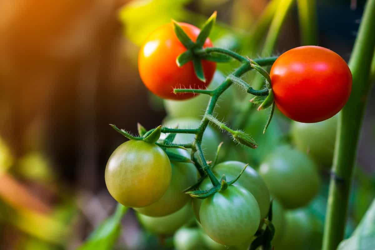 How to Control Hydroponic Tomato Pests and Diseases Naturally