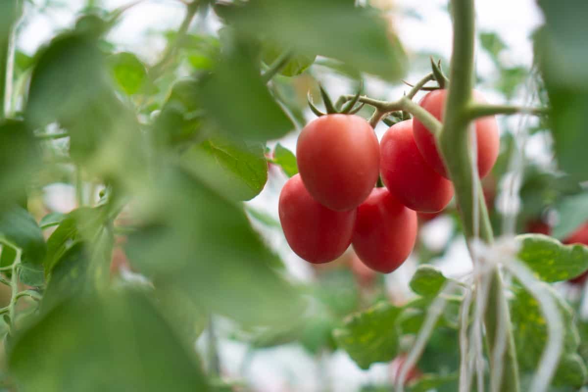 Tomatoes cultivated in modern greenhouses