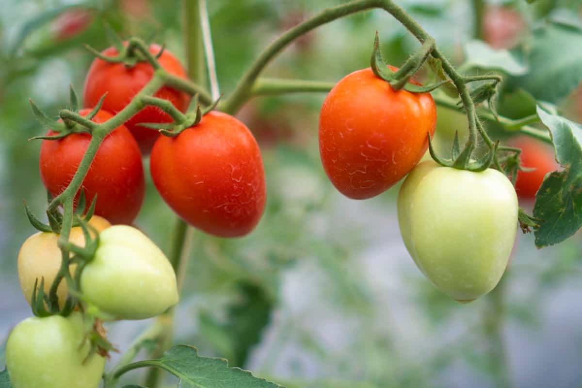 Tomato gardening