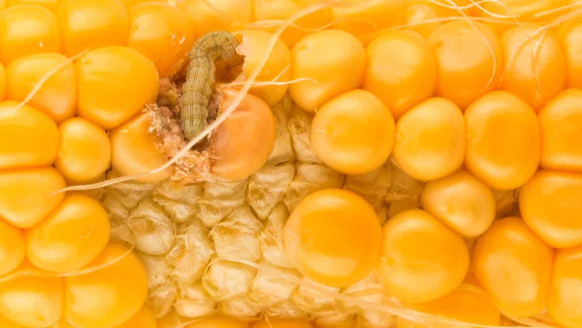 Corn Earworm Management in Maize