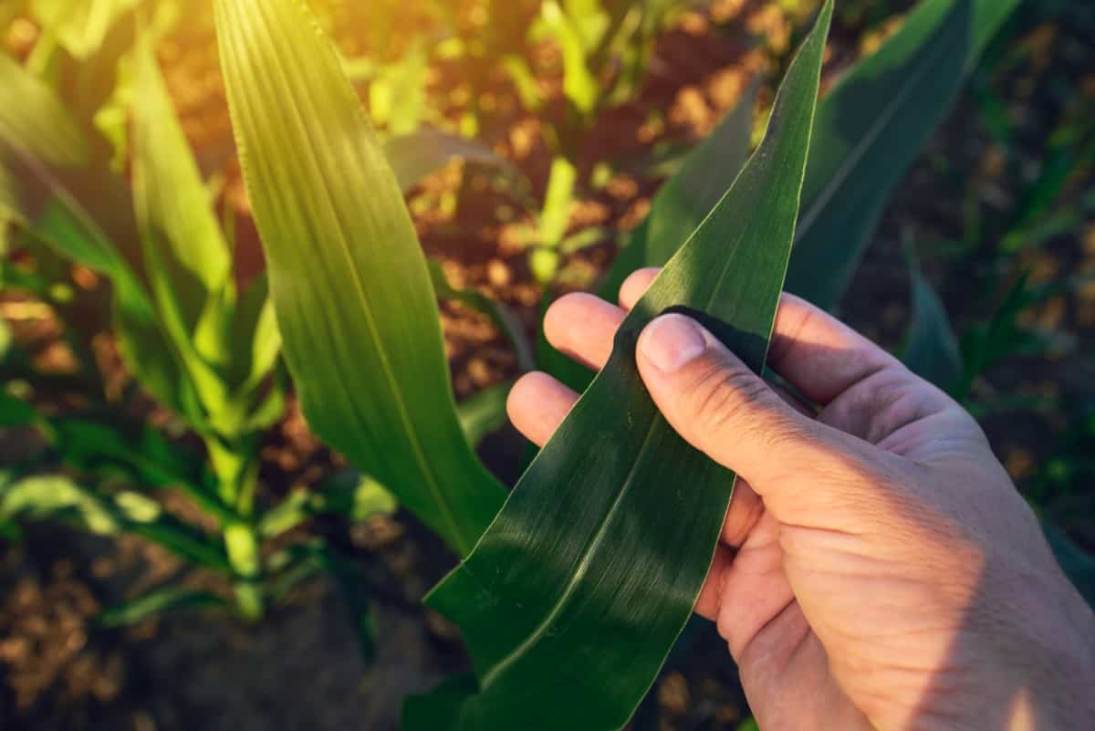 Corn Leaf Blight Disease Management1