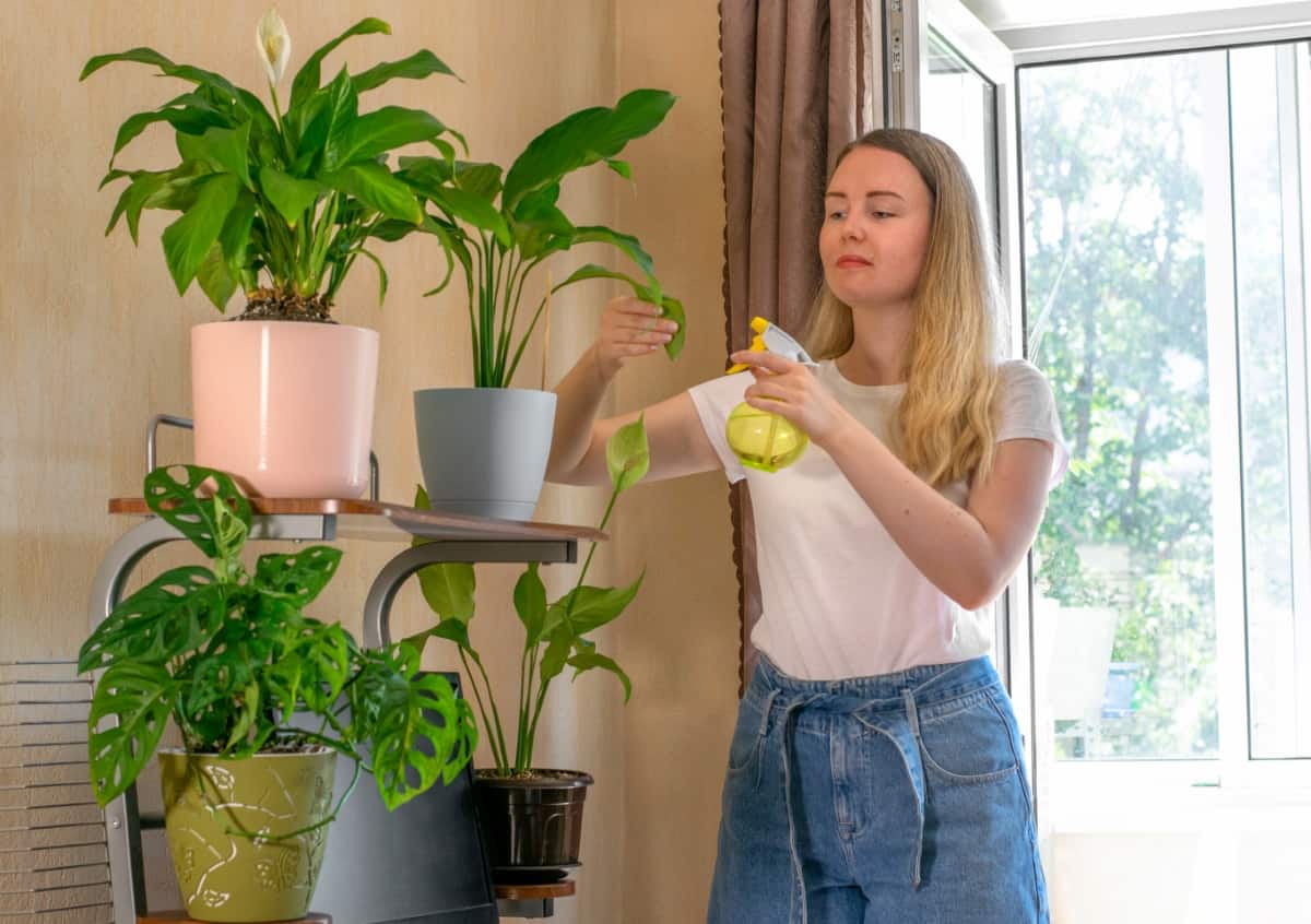 Woman Looking After Houseplants