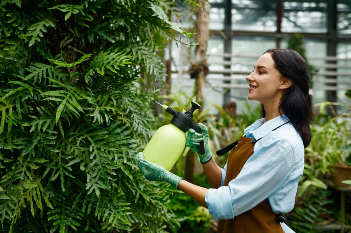 Gardener Spraying Water on Plants Leaves