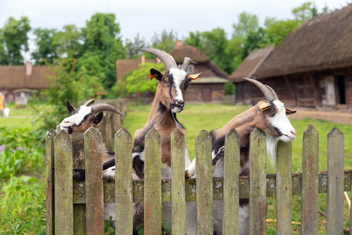 Goat Farm Wood Fencing