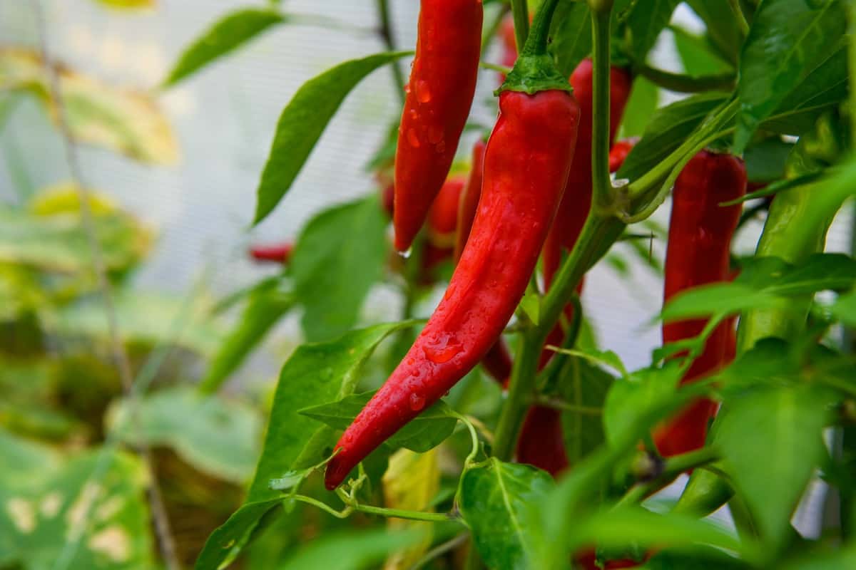 Dieback and Anthracnose (Fruit Rot) Management in Chilli