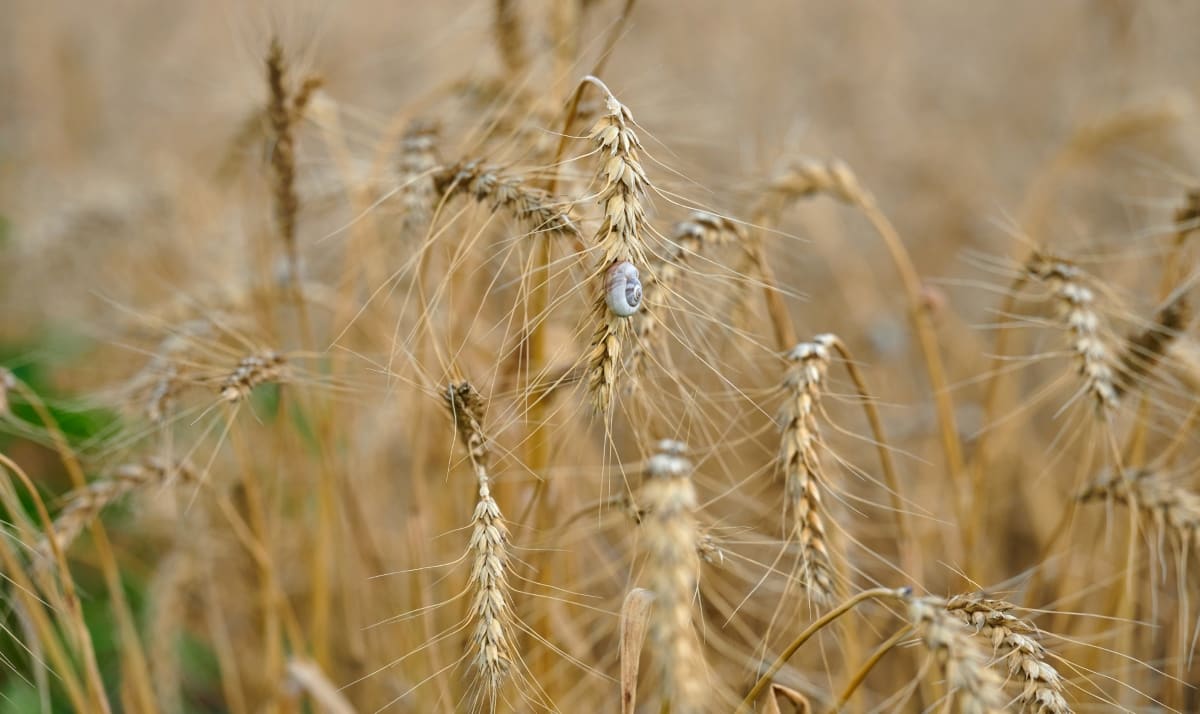 Ear Cockle Disease of Wheat