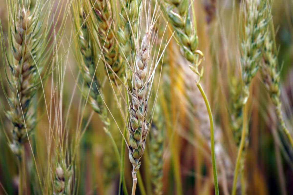 Ears of Golden Wheat