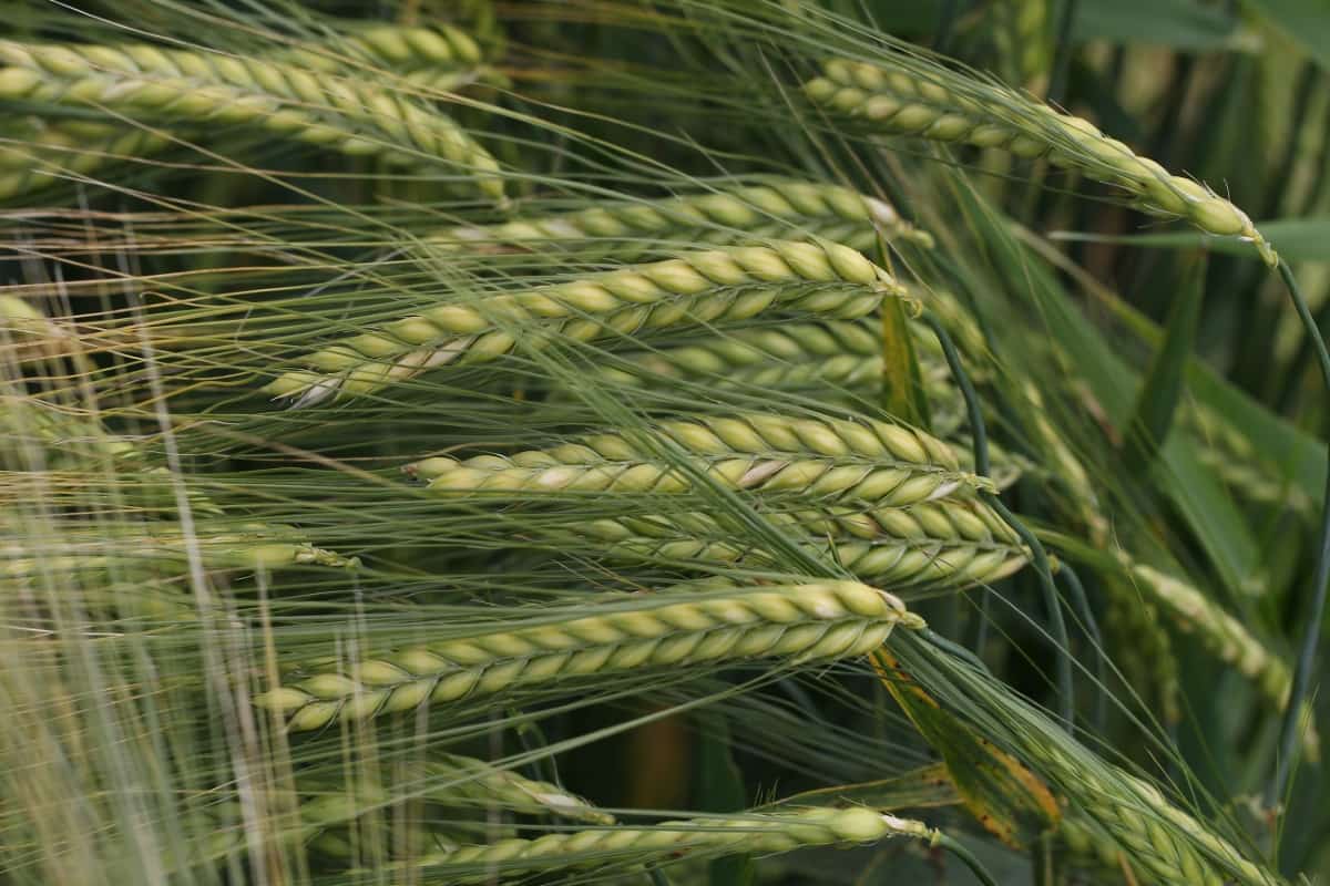 Wheat Ears Bending in The Wind