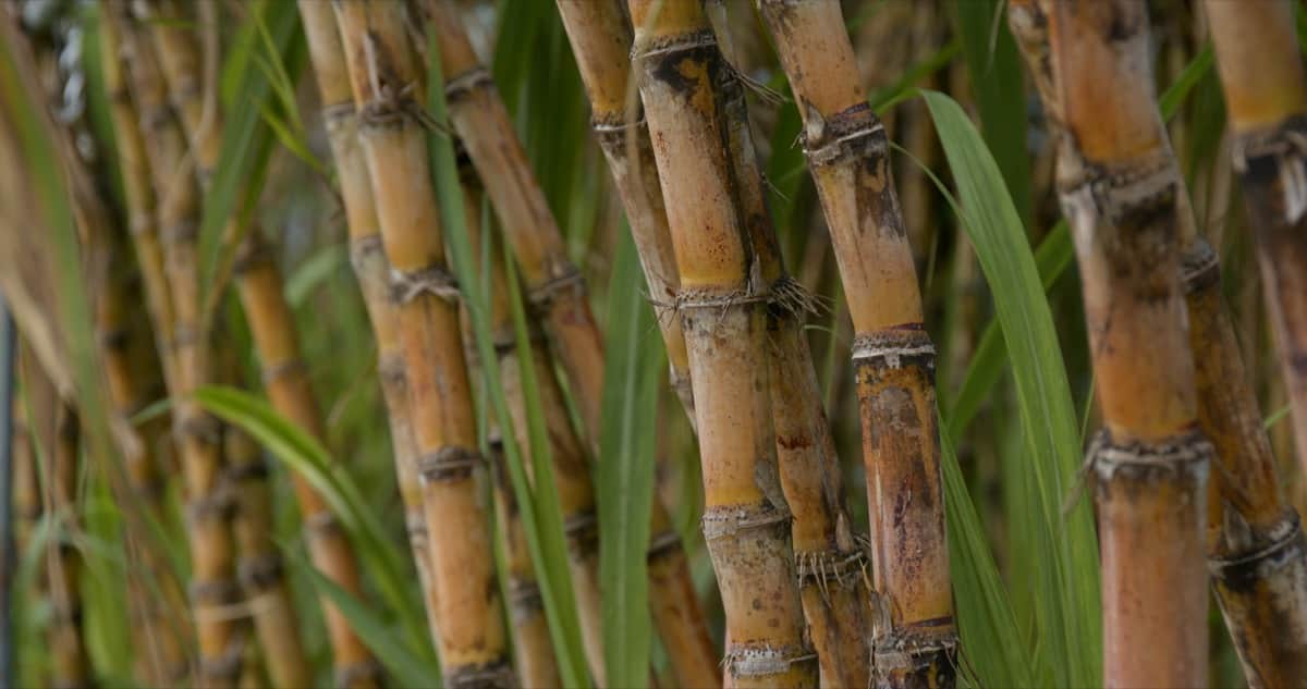 Early Shoot Borer Management in Sugarcane