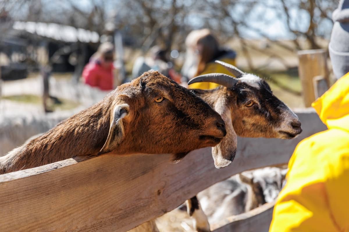 Enterotoxemia Management in Goats
