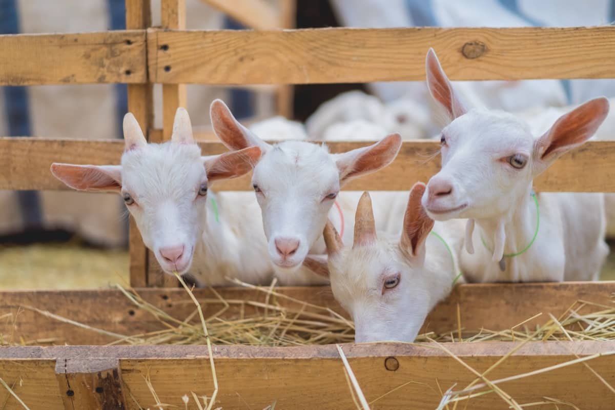 White Baby Goats