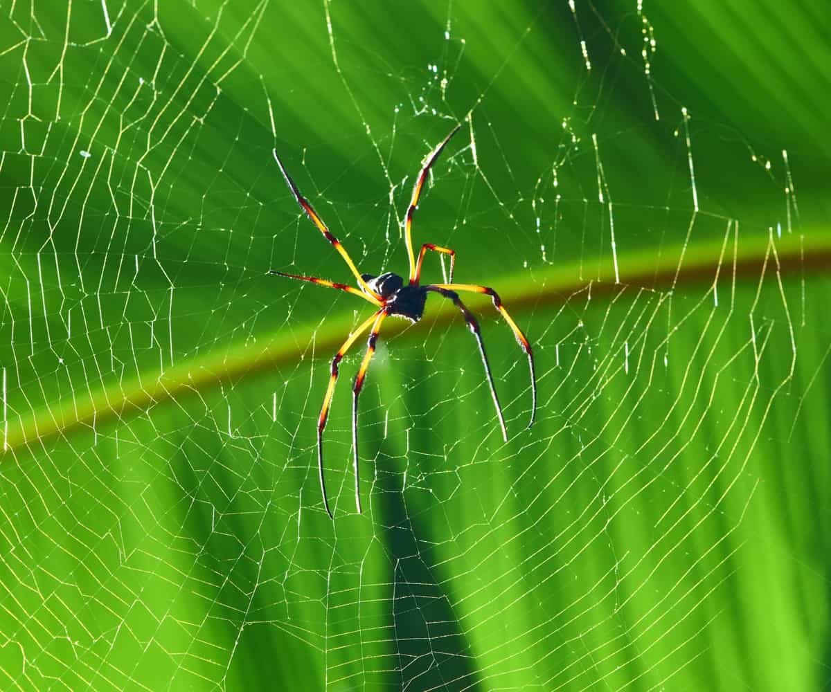 Everything You Want to Know About Banana Spiders