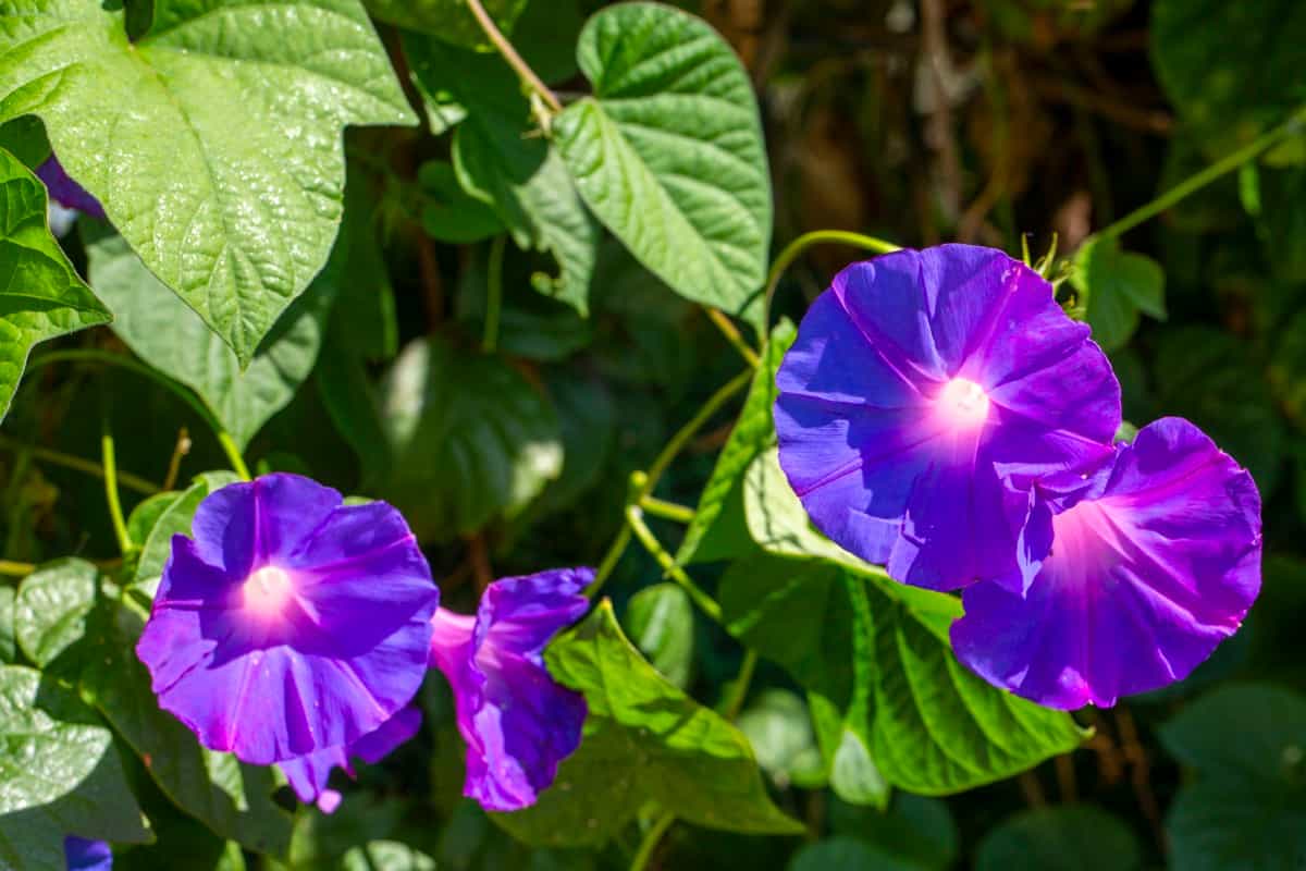 Purple morning glory flowers