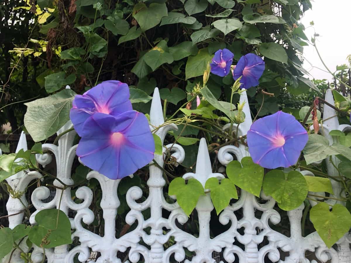 Morning glory flowers at home garden