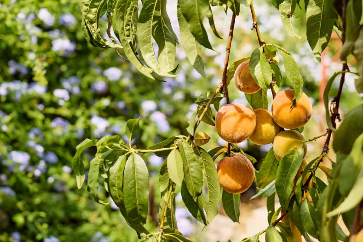 Branch of A Peach Tree with Ripe Fruits 