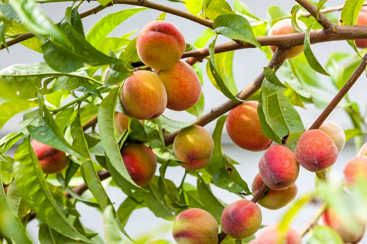 Ripe Red and Yellow Peaches on Branch