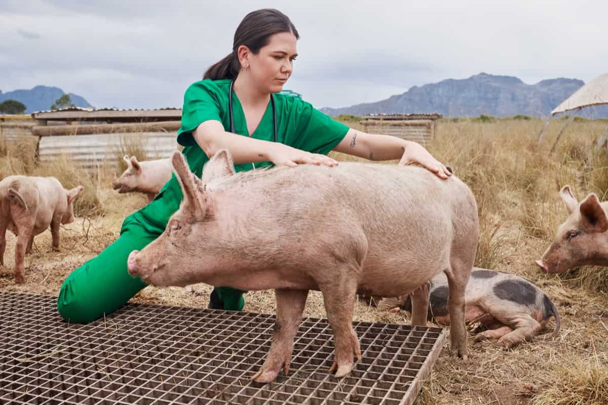 Foot and Mouth Disease (FMD) Management in Pigs/Swine