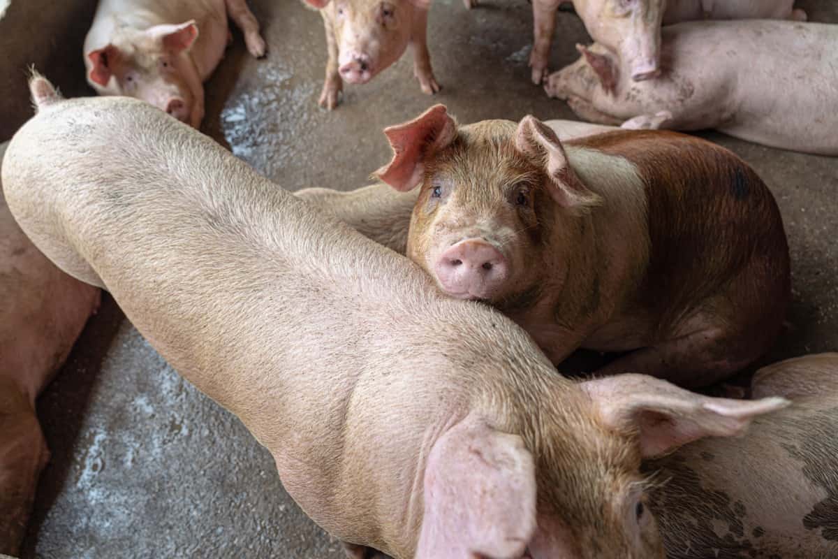 Pig Farm Disease Management