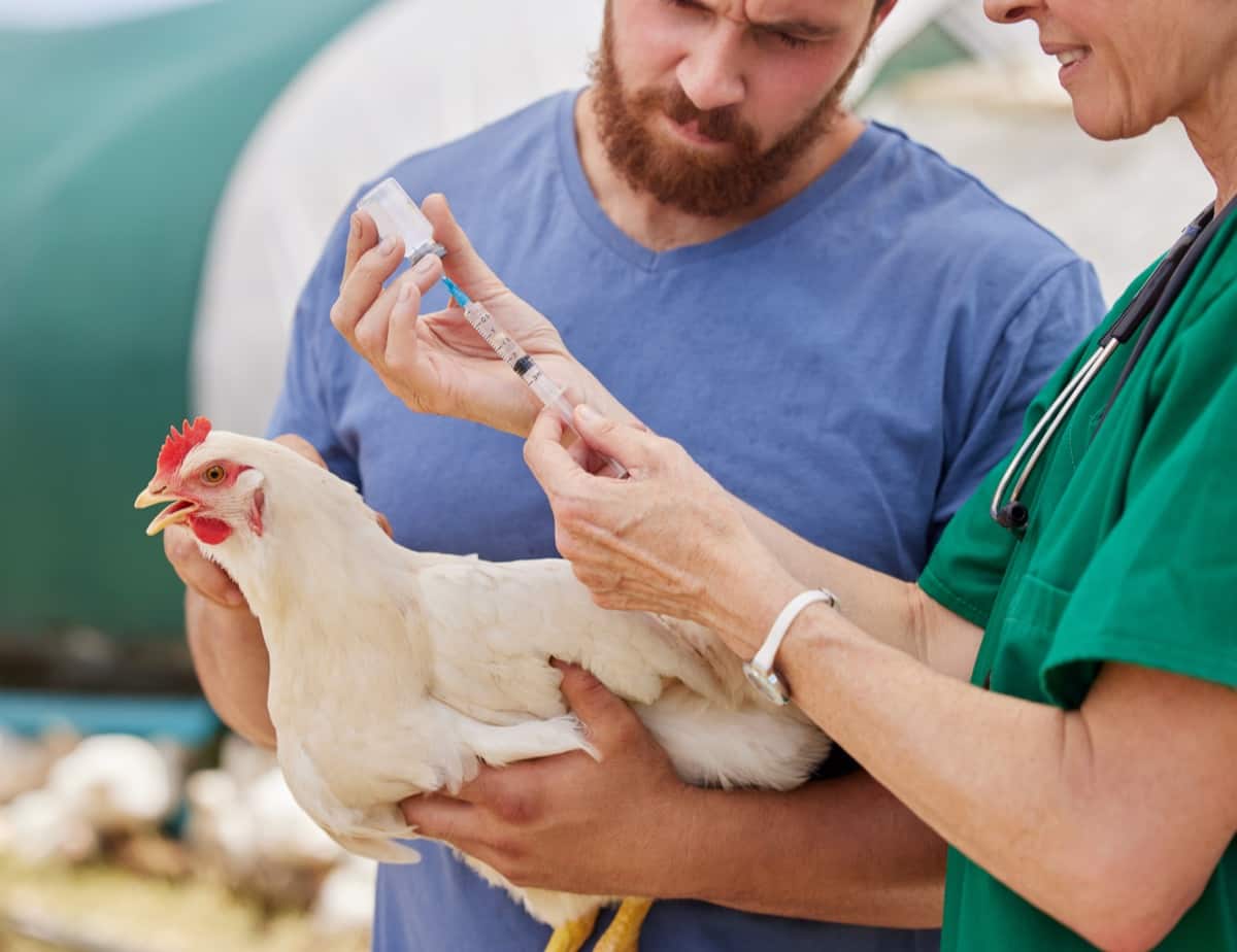 Fowl Cholera Disease Management in Chicken