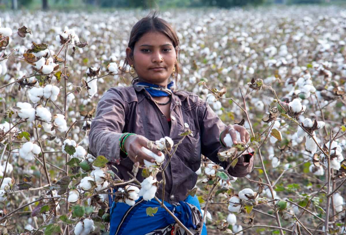 Cotton Farming