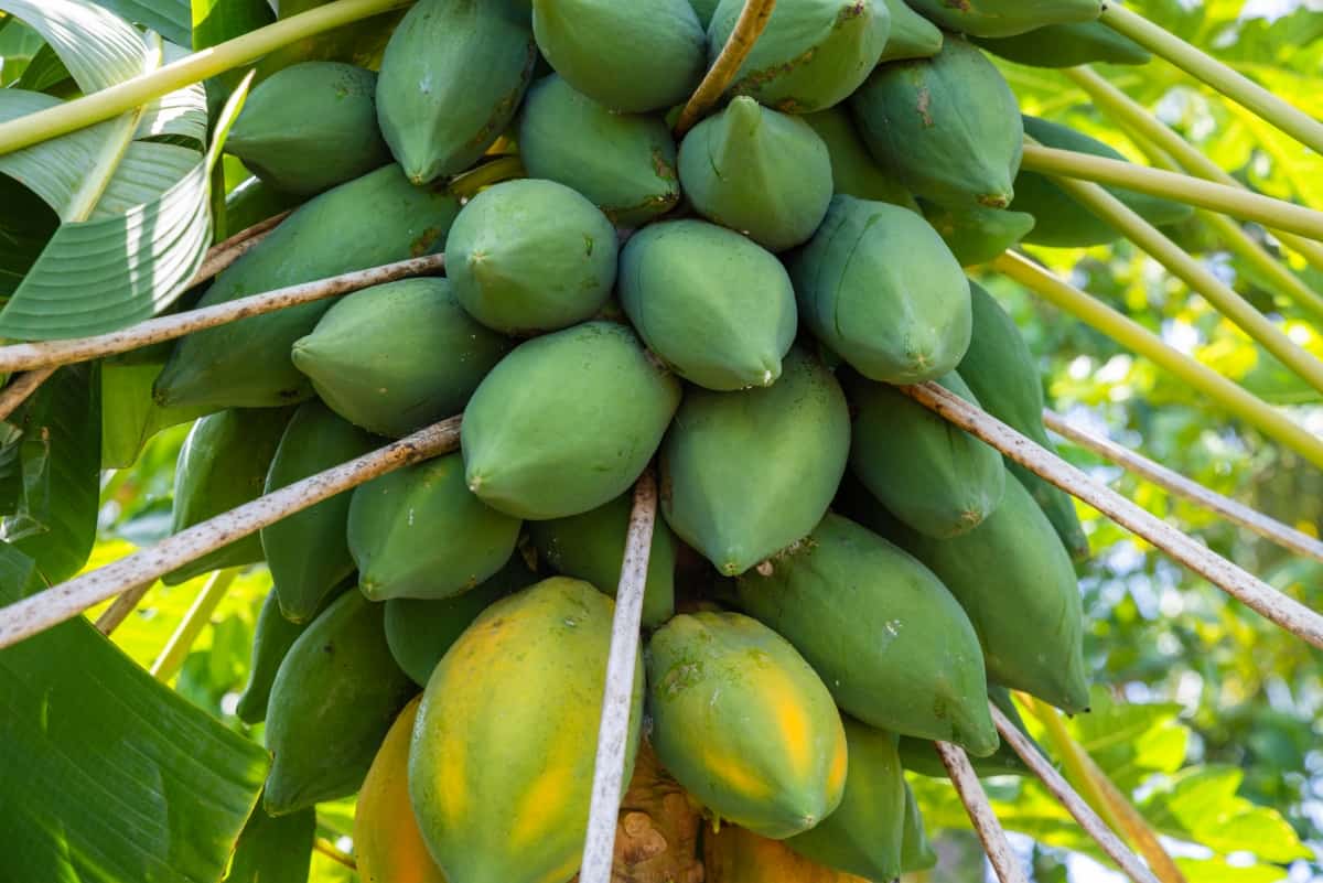 Fruit Development Issues in Papaya

