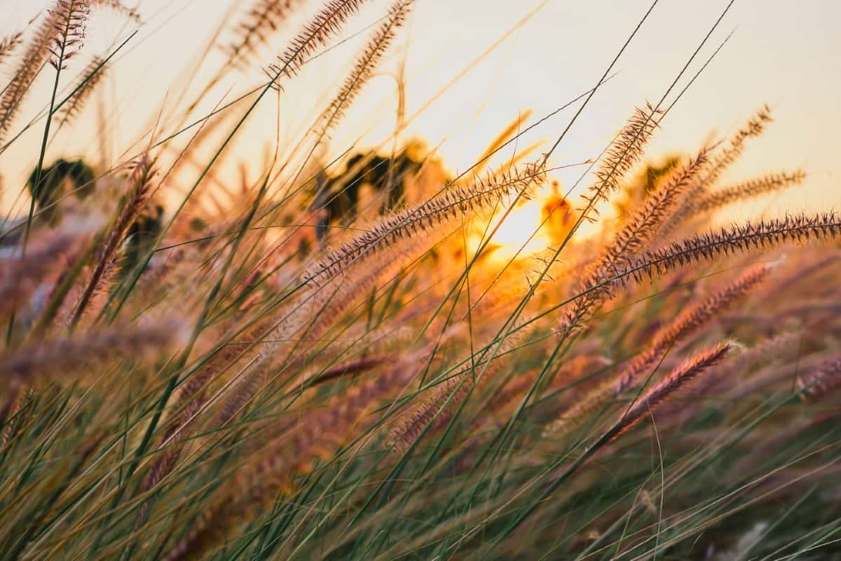 Ornamental Grass in The Rays of The Sun