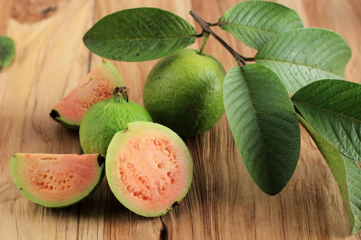 Fusarium Wilt Disease Management in Guava1
