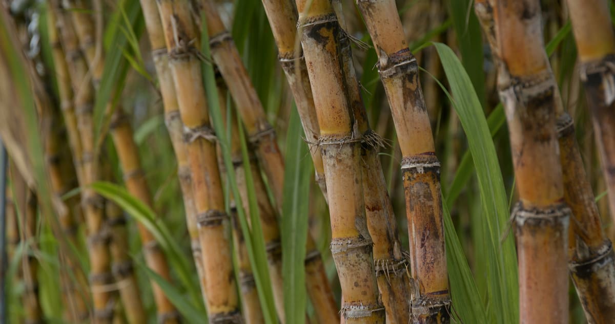 Sugarcane Farm