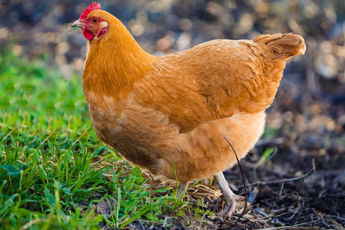 Health Problems in Orpington Chickens
