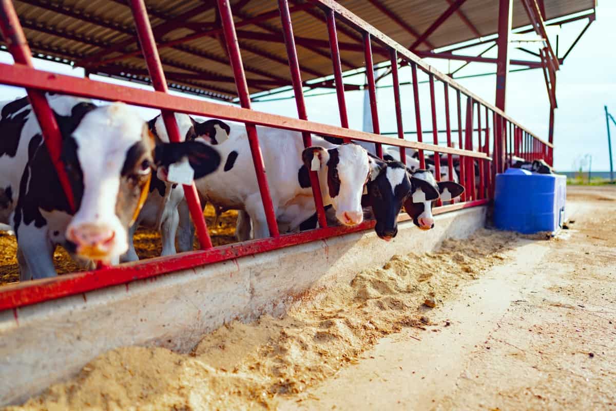 Dairy Farming Feeding Arrangement