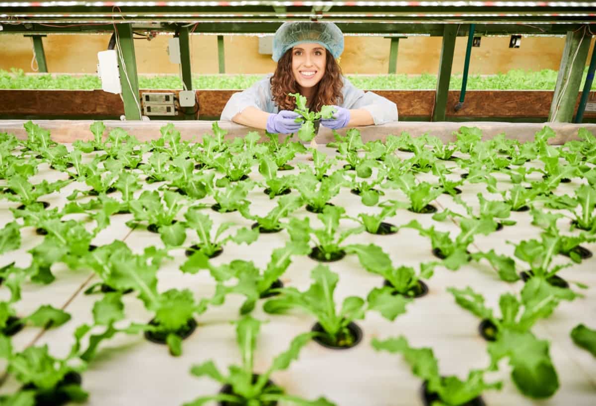 Lettuce seedling in greenhouse