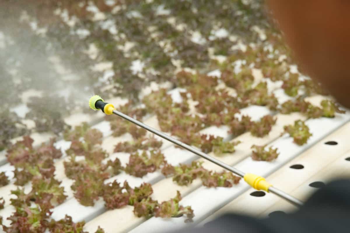 Farmer spraying water on baby red oak lettuce in hydroponic vegetables farm