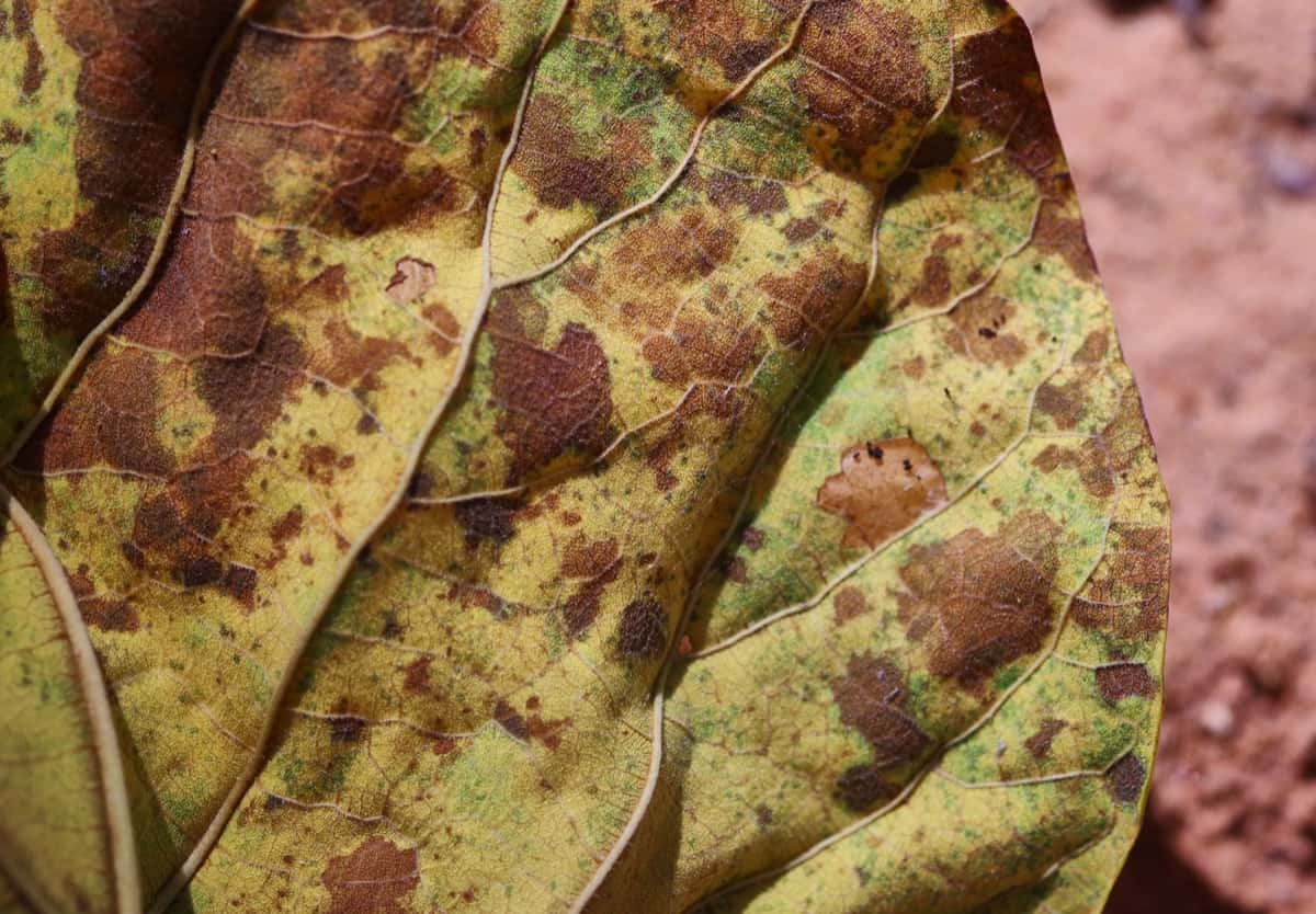 Homemade Remedies for Leaf Blight
