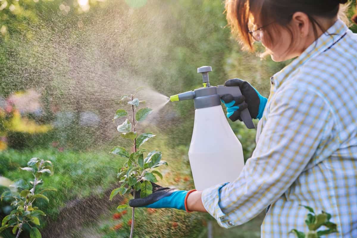 Spraying plants in the home garden to provide protection from pests
