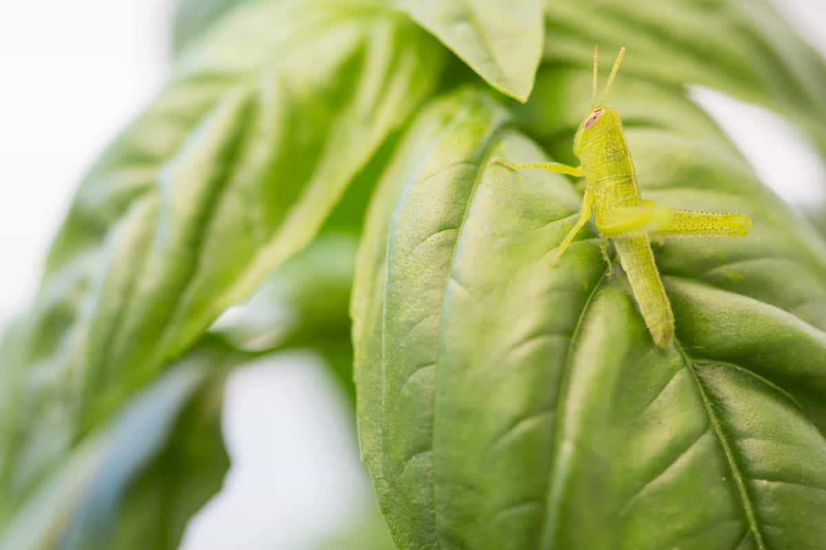 Small Green Grasshopper on Basil Leaves