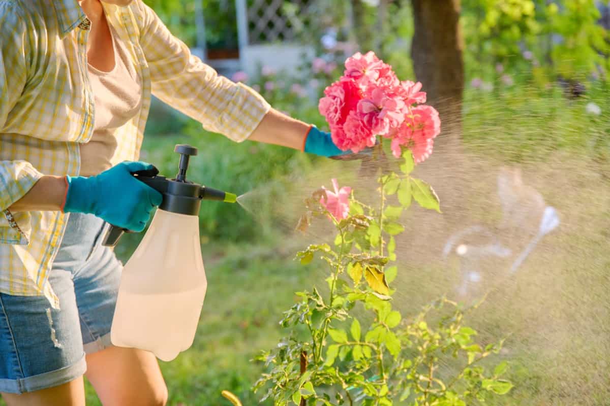 spraying rose bushe for protection from pests